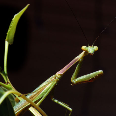 Praying Mantis Close-up Photo