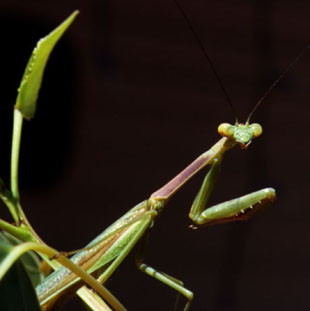 Outdoor and Nature Photography - Praying Mantis - Preston Images