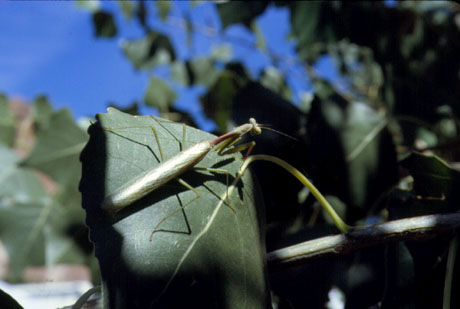 Photograph of Praying Mantis
